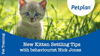 New Kitten Settling Tips | Kitten Training Tips | Petplan