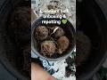 🌈Online Mangaya Caladium Bulb | Itna Colorful Plant Niklega?😱#caladium#viral Caladium blub repotting