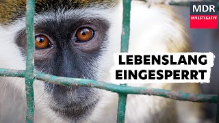 Tiere hinter Gittern - Sind Zoos noch zeitgemäß? | Doku
