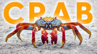 Are You Afraid Of The CRAB?