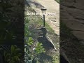 #viral #birds #duck #cuteduck #trending #trend