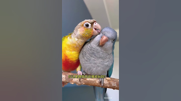 鸟每天在家演偶像剧，要长针眼啦！#小鸟互动 #搞笑 #pets #birds #parrot #animals #cute #funny #治愈#shorts