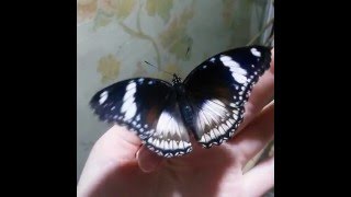 Живая бабочка Голубая Диадема. Бабочкин дом, Томск