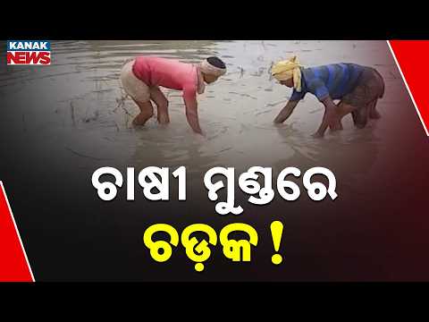 ଚାଷୀ ମୁଣ୍ଡରେ ଚଡ଼କ! | Odisha Flood Impact | Farmers Worried as Farmlands Remain Waterlogged