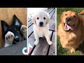 These Must be the Funniest Dogs! 🥰 Cute Doggos to Make You Feel Happy! 🐕