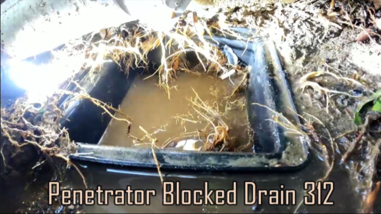 Blocked Drain 312 Massive Palm Crushes Pipe Tree Roots Fill The blocked-drain-312-massive-palm-crushes-pipe-tree-roots-fill-the