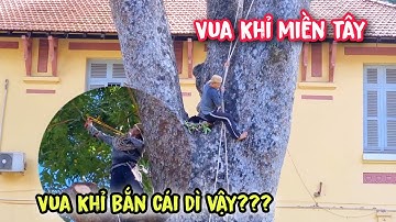 Vua khỉ miền tây cắt tỉa cây Xà Cừ Đại Thụ hàng trăm năm tuổi (Phần đầu).