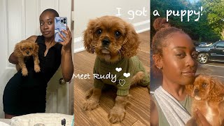 So... I GOT A PUPPY! PUPPY ESSENTIALS HAUL // MEETING MY CAVALIER  | FIRST DAY(S) WITH PUPPY