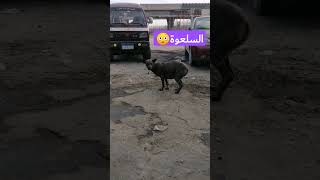 اول مرة اشوف السلعوة فعلا