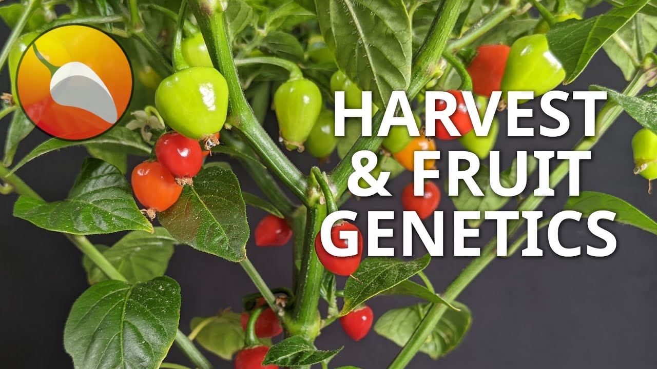 Breeding Update 6 @ 19 weeks - First Harvest and Talking Fruit Genetics