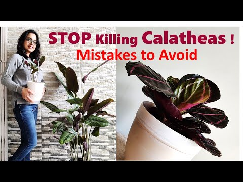 Calathea plant care - Mistakes you should avoid