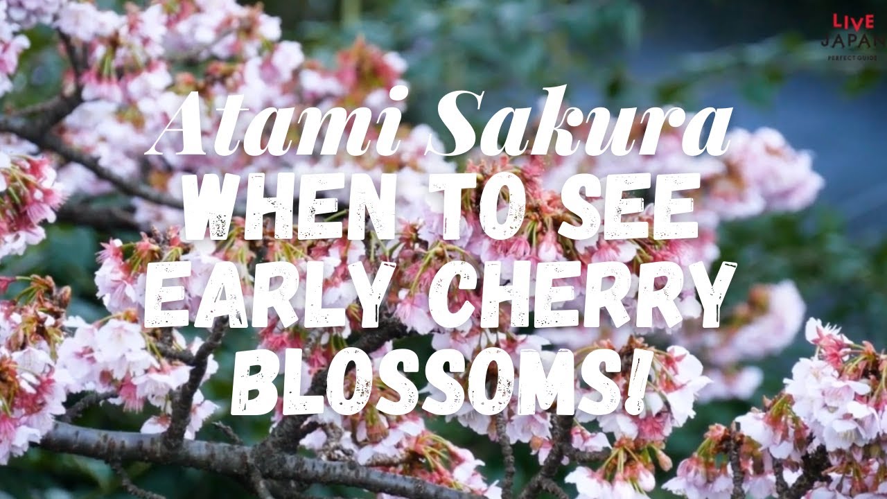 Atami Sakura Japan S Incredible Early Blooming Cherry Blossoms