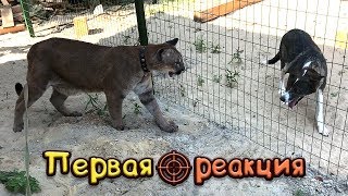 РЕАКЦИЯ ПУМЫ на СОБАКУ РЕАКЦИЯ ПУМЫ на СОБАКУ