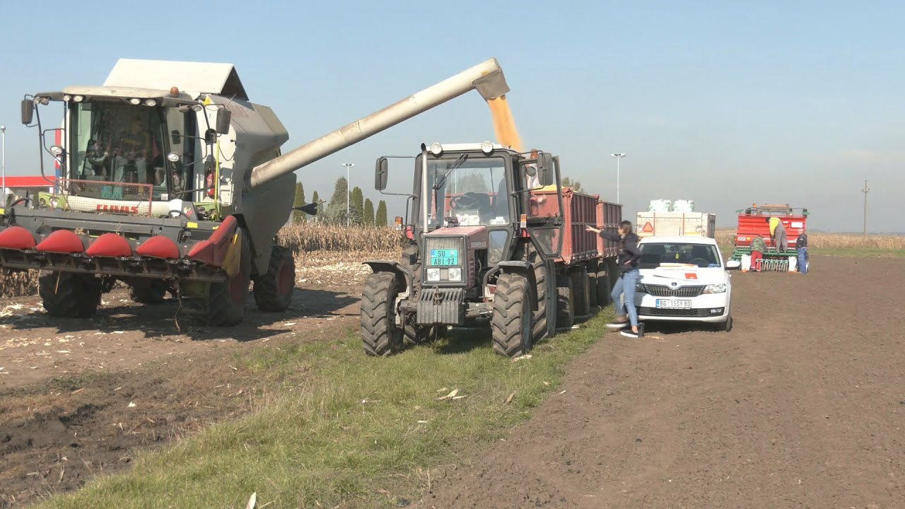 NOVI HIBRIDI kukuruza  - ZAŠTITA OD PTICA BESPLATNA ZA SVE - Initio