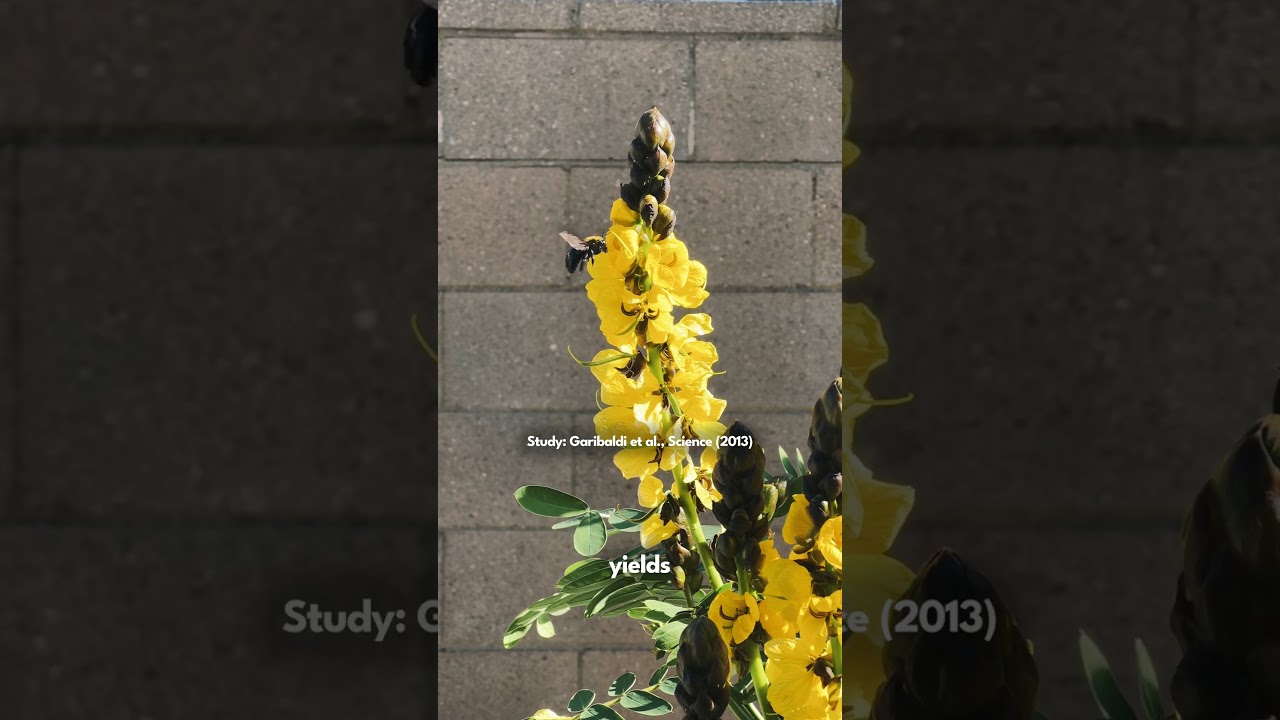 Native Bees are the SECRET to a BOUNTIFUL Organic Garden