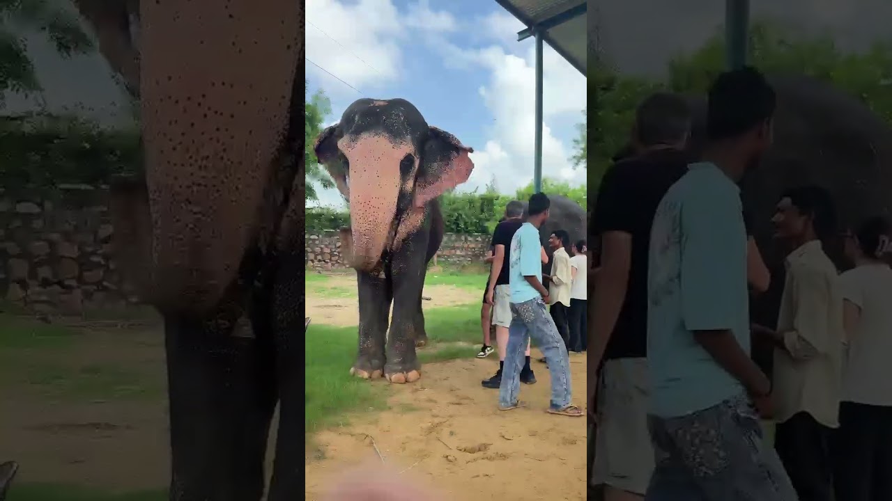 elephant painting activity 😍😍 with Elephant fun park #shorts