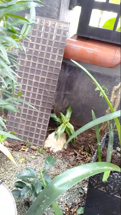 MENTAHAN UNTUK VIDIO