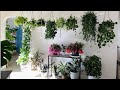 Plantas colgantes de interior pothos y philodendron/ Nuevo proyecto