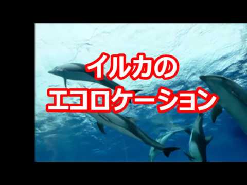 イルカのエコロケーション 海 Eco Location Of Dolphins At The Sea Youtube