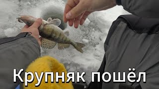 Заключительная рыбалка на Судака в 2023 году . Волга