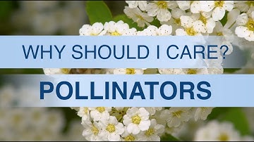 Pollinators | Why Should I Care?