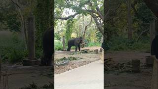 Dancing Elephant #elephant #elephantcartoon #dancingelephant