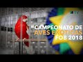 O maior Campeonato de AVES EXÓTICAS do Brasil | FOB 2018