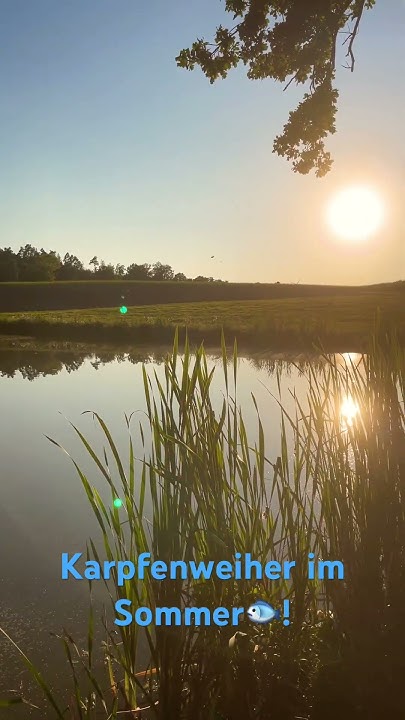 Sommer in der Karpfenzucht, Probefänge mit dem Karpfen