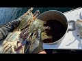 獲れた蟹を洗わず醤油にドボン！で5日間漬けてみた！【沖漬けカンジャンケジャン風】