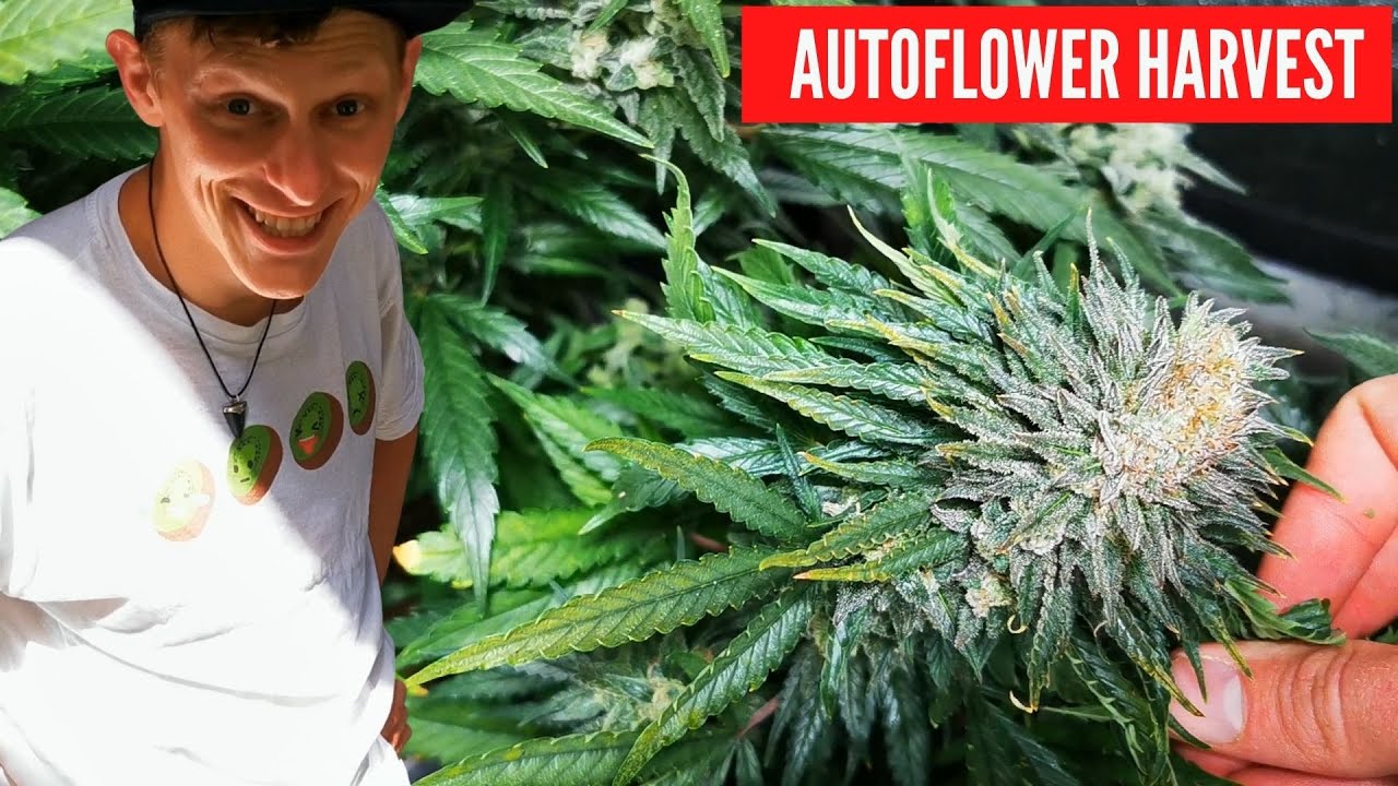 Как собрать урожай автоцветов