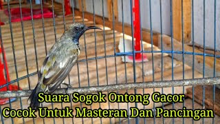 Suara Sogon (Sogok Ontong) Full Gacor Cocok Untuk Masteran Dan Pancingan