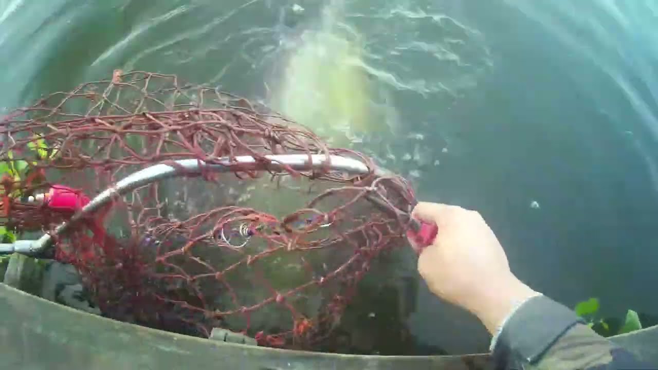 ตกปลาบึงสำราญ  Bungsumran  