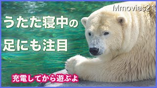 鹿の角ってどんな味？【ホッキョクグマ】の反応　Polar Bear licks antler