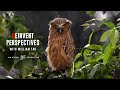 Expert tips for bird photography using eos r5 and eos r6