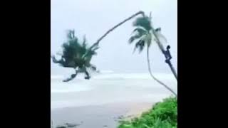 Vidio CocoFun bikin ngakak 😂 Jatuh di pohon kelapa!