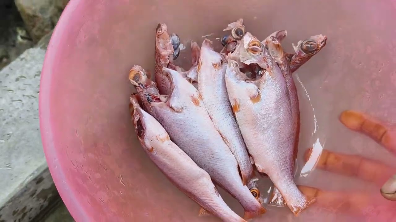 আমি একটা ব্লগ ভিডিও বানিয়েছি দেখে ভালো লাগলে লাইক কমেন্ট সাবস্ক্রাইবার করে দেবেন শুভ দুপুর ❤️❤️