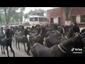 الماعز ترقص و تتمايل على أنغام موسيقى حفل زفاف