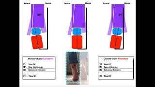 The Subtalar Joint [Part 2] | Pronation vs Supination EXPLAINED