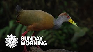 Nature: Birds of Costa Rica