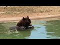 Pool Day for Maddie the Black Bear