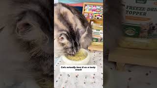 Hairball paste is a scam. Use Wellix Cat Grass Meat Floss instead.  🐱 #catcare #wellix