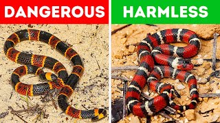 18 Most Dangerous Snakes on Earth