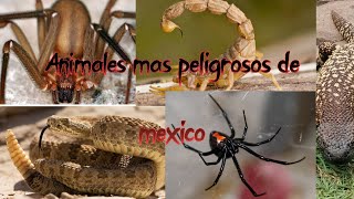 Los Animales mas peligrosos de MEXICO
