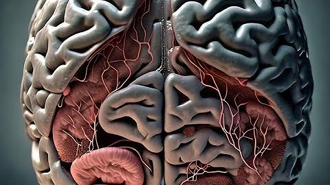 Neural Crest Cells And Their Derivatives
