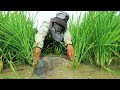 TOP BEST Viral Fishing 2021 - Find n Catch Many Fishes in Rice Fields