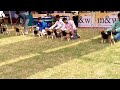 Beagle Dog In Ring At Kolkata Dog Show l Kolkata Dog Show