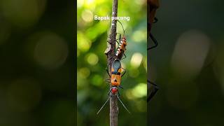 Bapak Pucung Kapas art shorts  nature serangga hewan