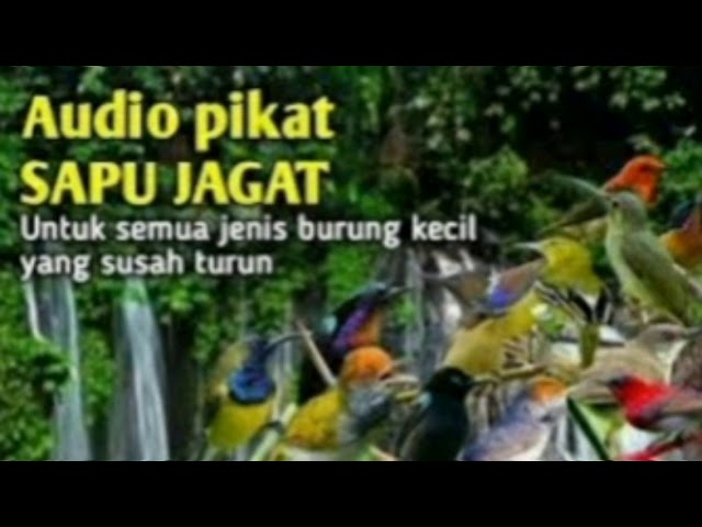 Audio Pikat Burung Versi Sapu Jagat class=