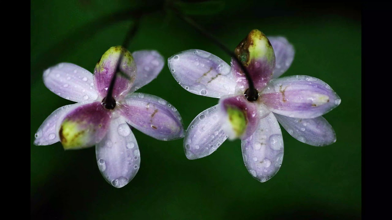 友遊撮影倶楽部写真展 古代蓮とレンゲショウマ 日本の美風景 レンゲショウマ編 Youtube