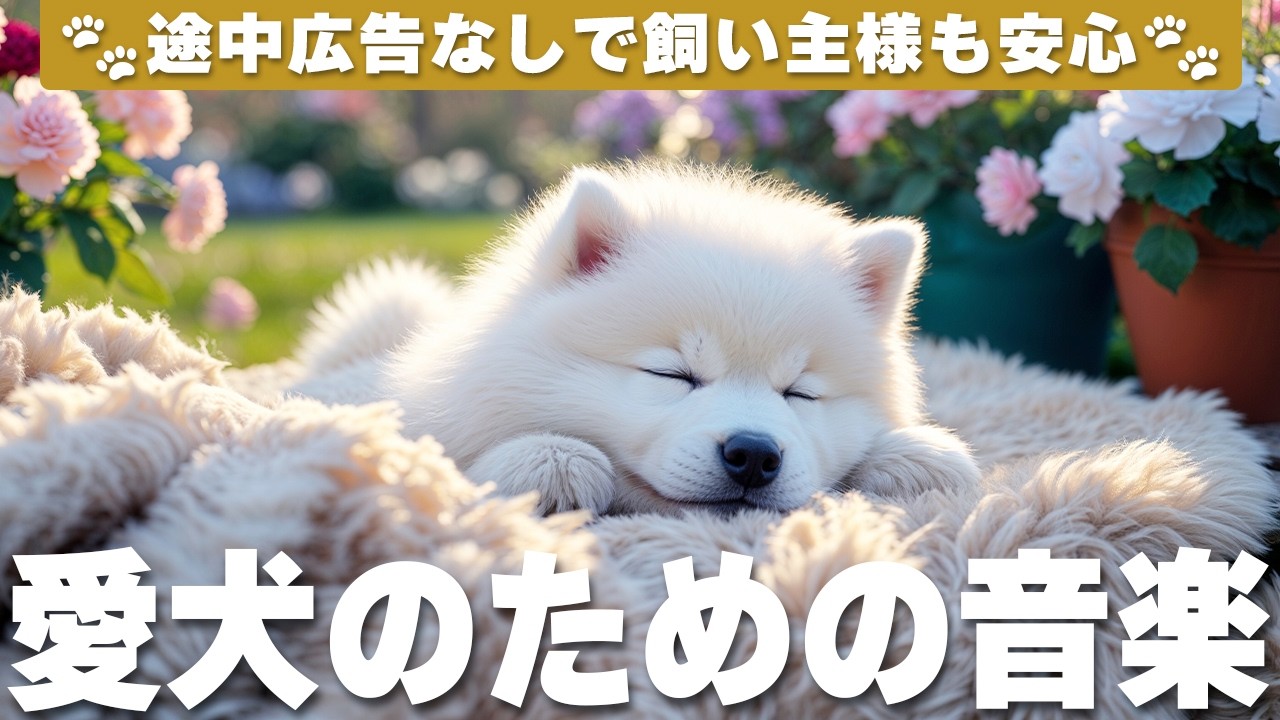 犬が落ち着く音楽 (12時間広告なし) 🐶 犬が寝る音楽 | 癒しピアノBGM / 夜泣き防止 / vol.990
